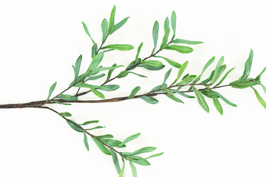 Olive Branch Leaves