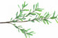 Olive Branch Leaves