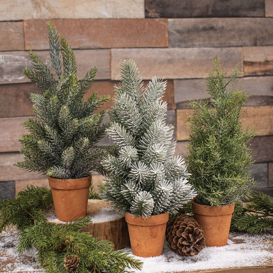 14" Pine Trees in Terra Cotta Pots