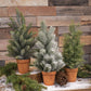 14" Pine Trees in Terra Cotta Pots