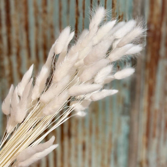 White Bunny Tails