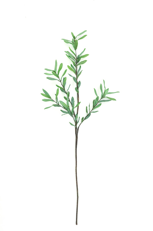 Olive Branch Leaves
